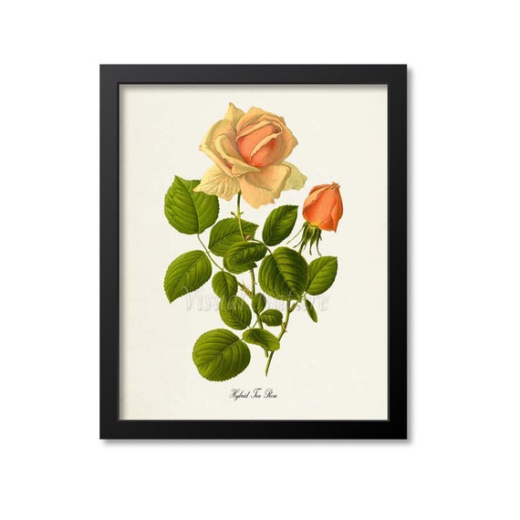 Hybrid Tea Rose Botanical Art Print, Floral Study