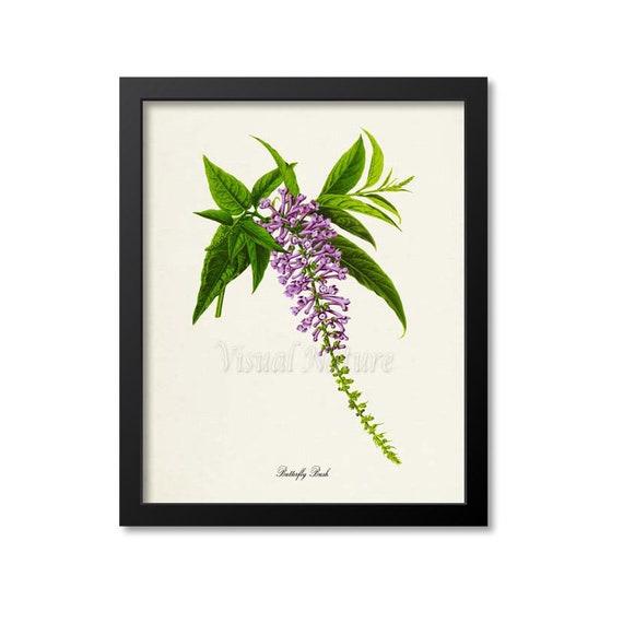 Butterfly Bush Flower Art Print Botanical Art Print Flower Wall Art Flower Print Floral Purple Flower Art Print