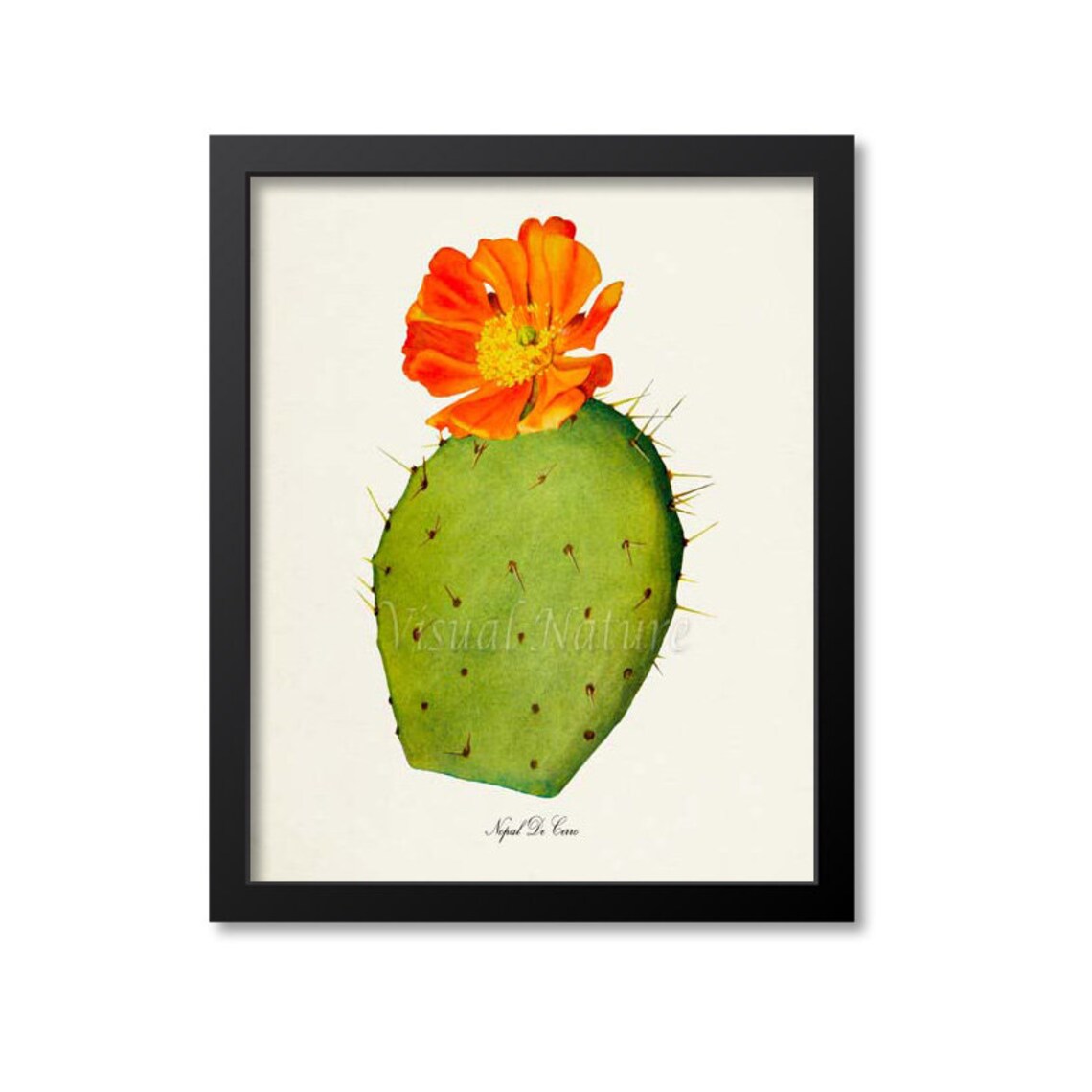 Nopal De Cerro Botanical Cactus Wall Art Print