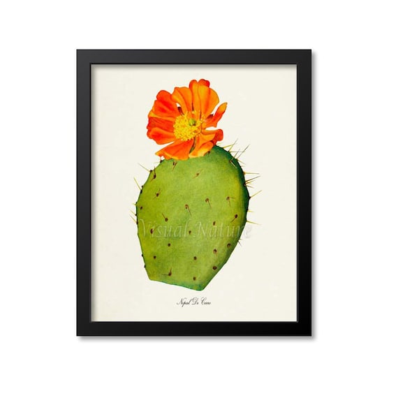 Nopal De Cerro Botanical Cactus Wall Art Print