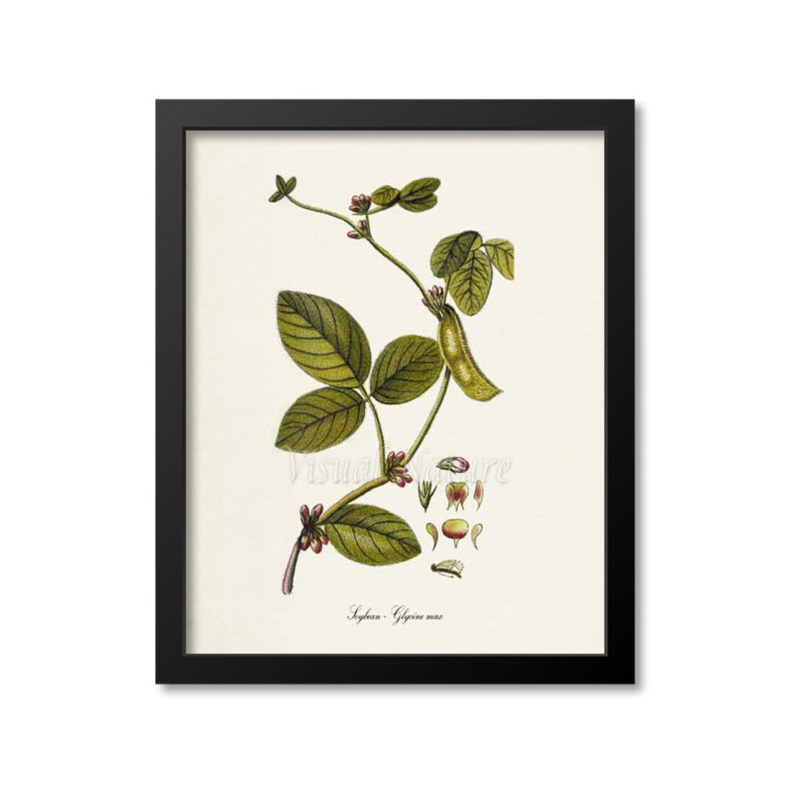 Soybean Botanical Art Print, Glycine Max Farmer Gift