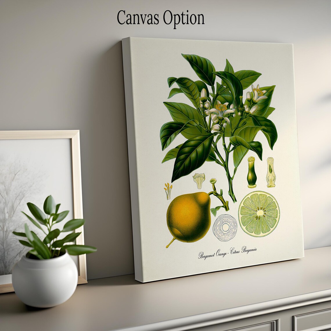Bergamot Orange Botanical Art Print, Citrus Bergamia - Image 2
