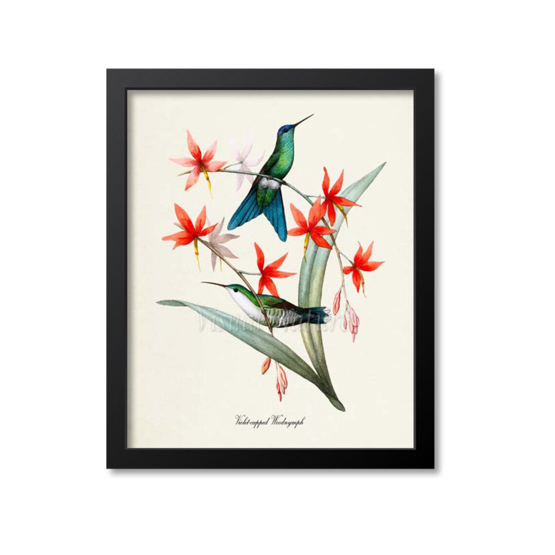 Violet Capped Woodnymph Hummingbird Art Print
