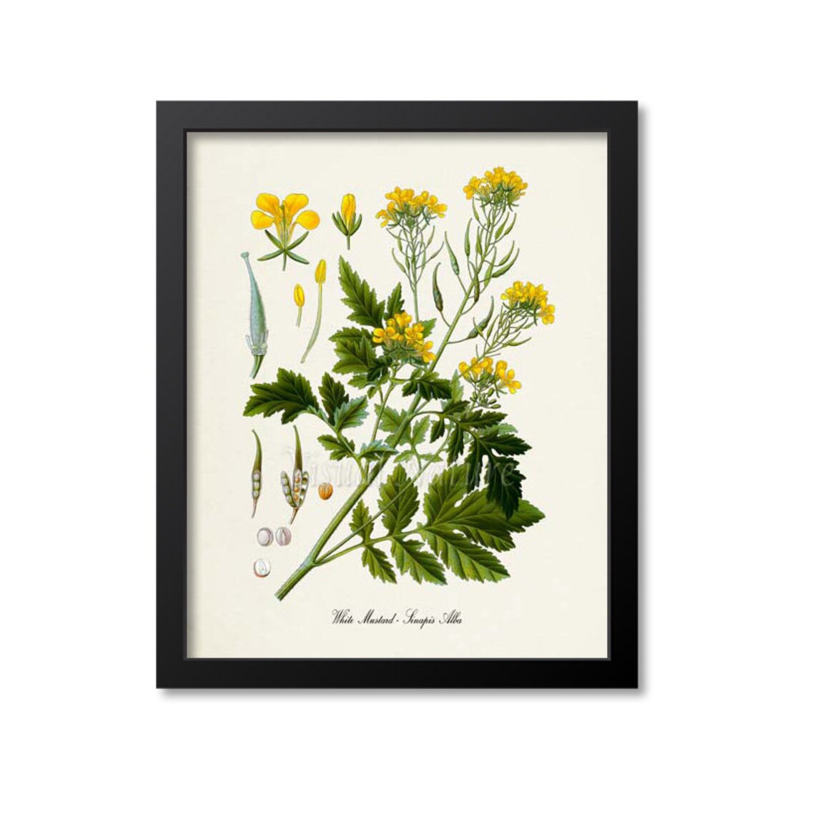 White Mustard Botanical Art Print, Sinapis Alba