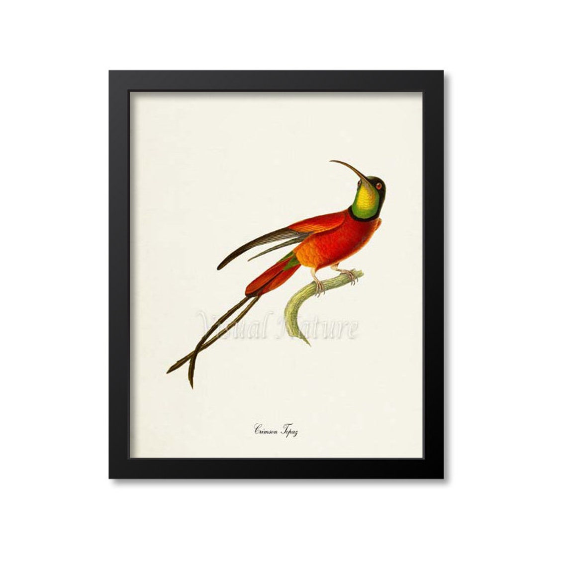 Crimson Topaz Hummingbird Print Bird Art Print Bird Art Bird Poster Flower Art Floral Garden Hummingbird Art Red Green