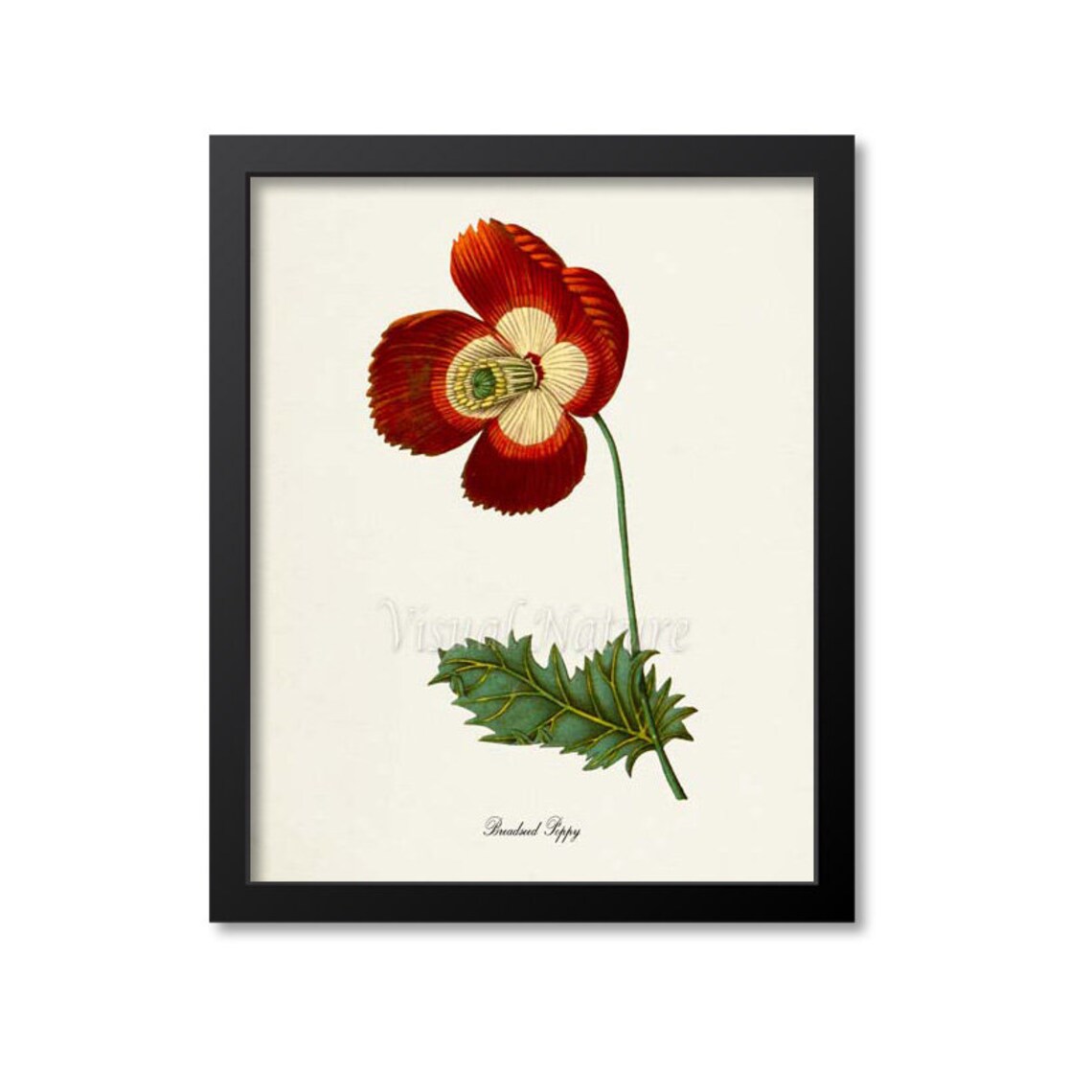 Breadseed Poppy Botanical Art Print, Floral Study