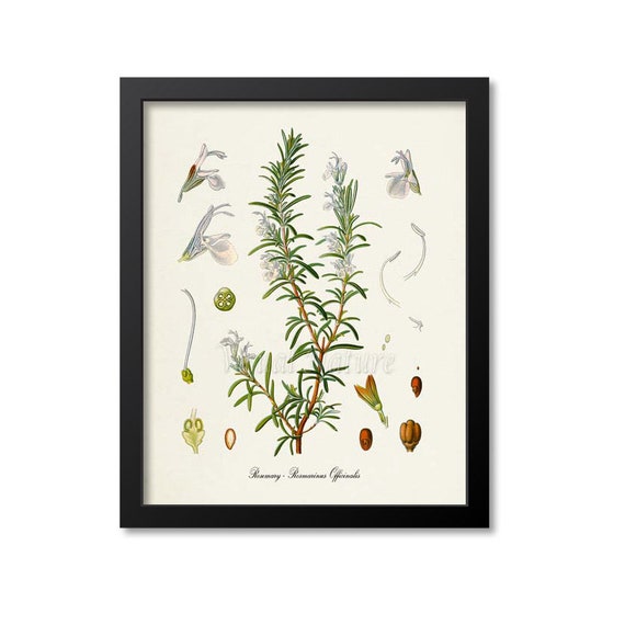 Rosemary Botanical Art Print, Kitchen Herb Decor