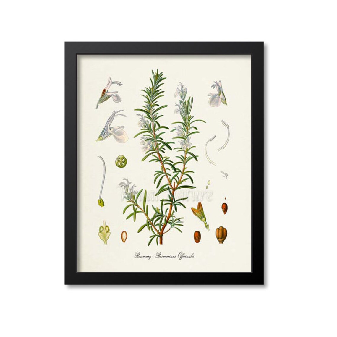 Rosemary Botanical Art Print, Kitchen Herb Decor