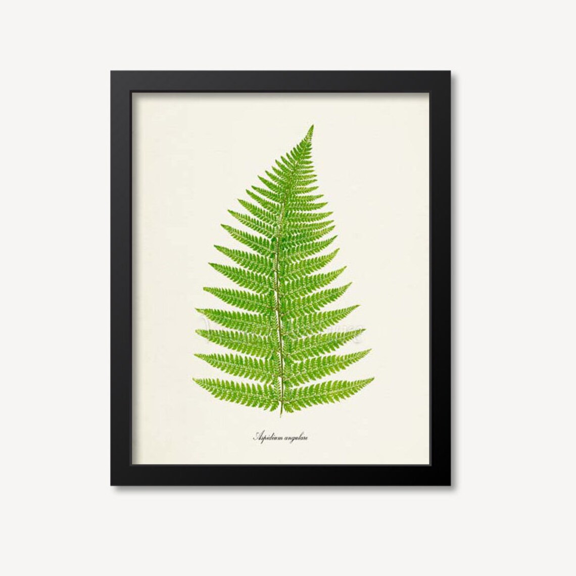 Fern Botanical Art Print, Aspidium Angulare Study