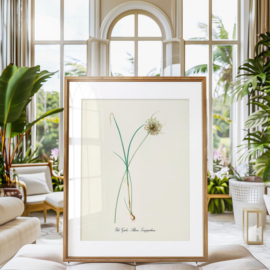 Pale Garlic Botanical Print, Allium Longispathum - Image 3