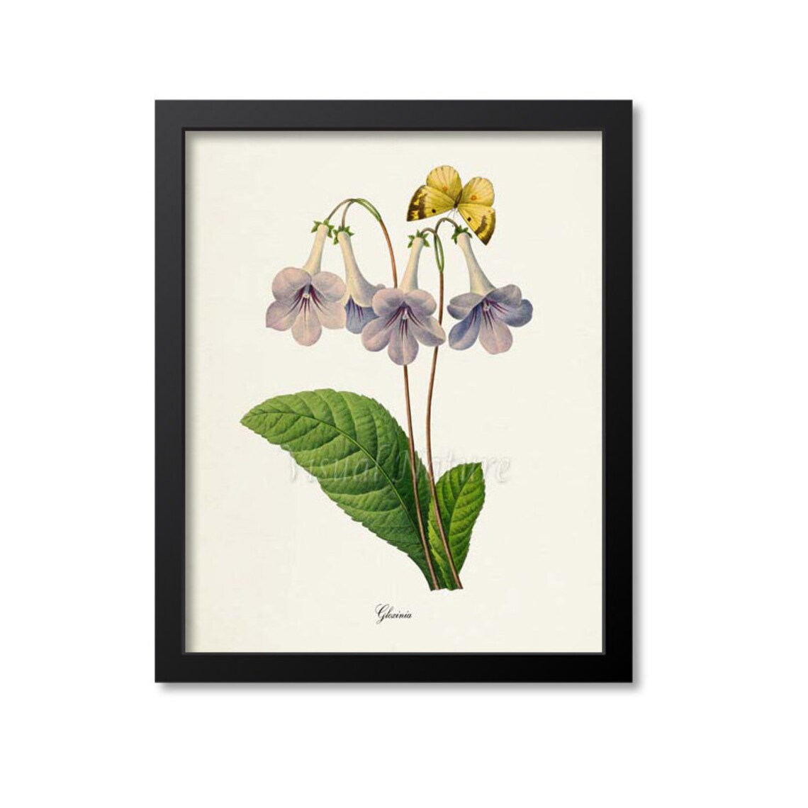 Lavender Gloxinia Trumpet Flowers Yellow Butterfly Art Poster