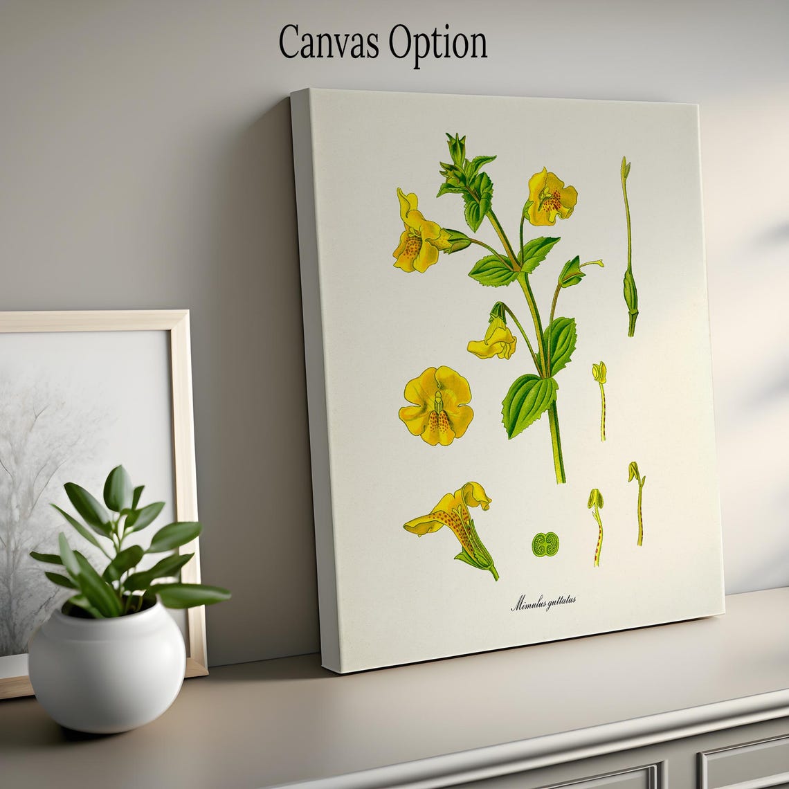 Yellow Monkeyflower Mimulus Guttatus Flower Study Art Poster - Image 2