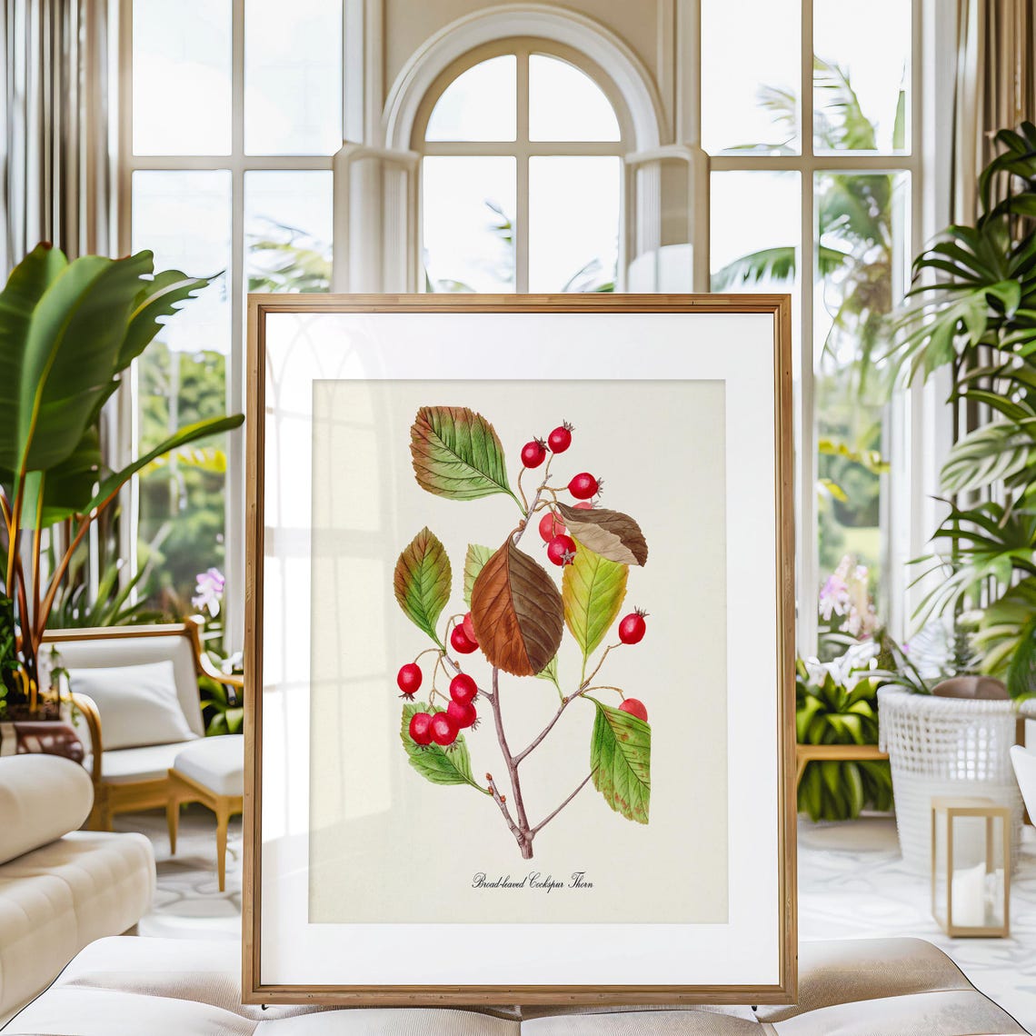 Broad Leaved Cockspur Thorn Red Berry Autumn Botanical Poster - Image 3