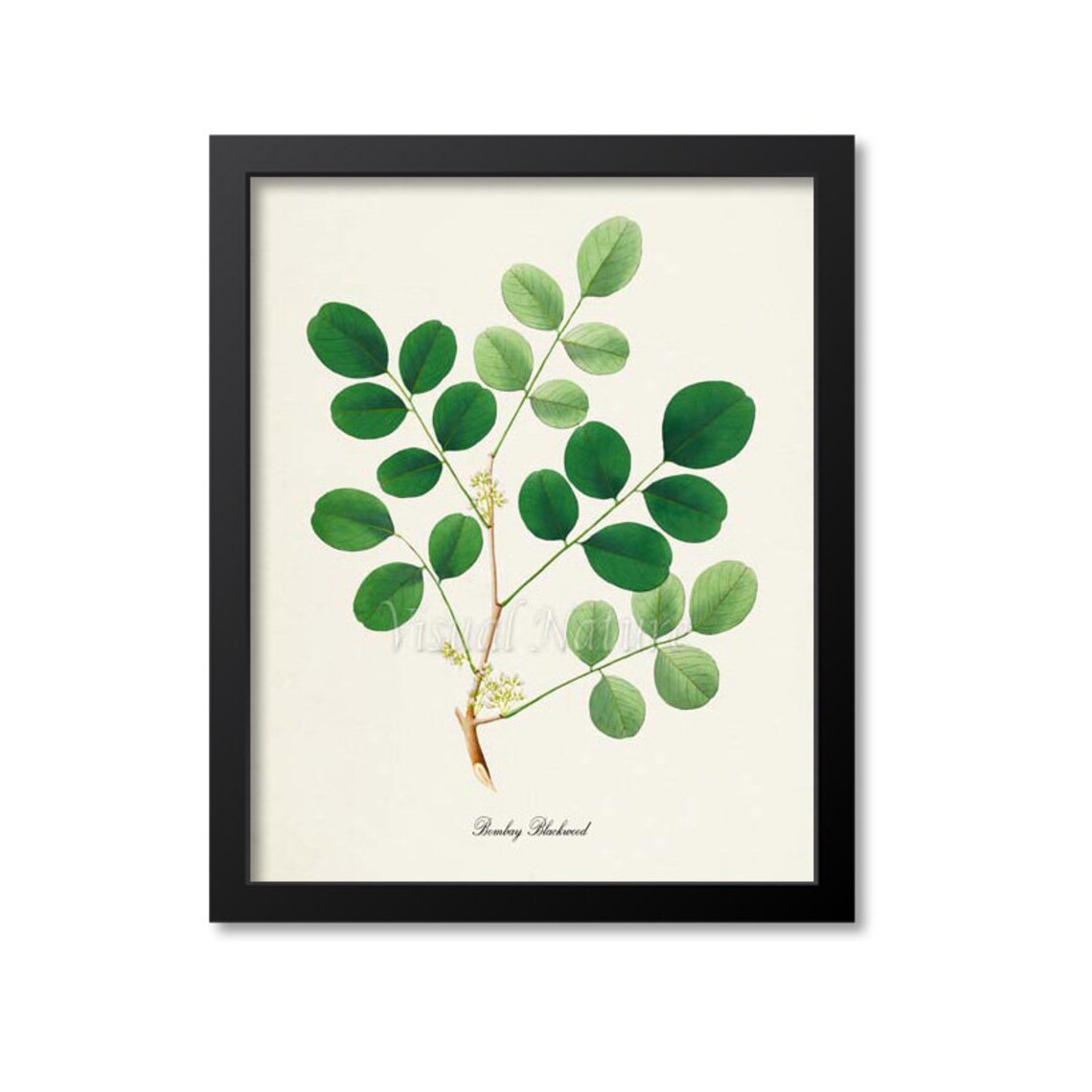 Bombay Blackwood Botanical Art Print, Green Leaf