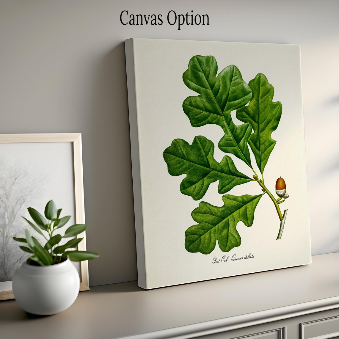Post Oak Botanical Art Print, Quercus Stellata - Image 2