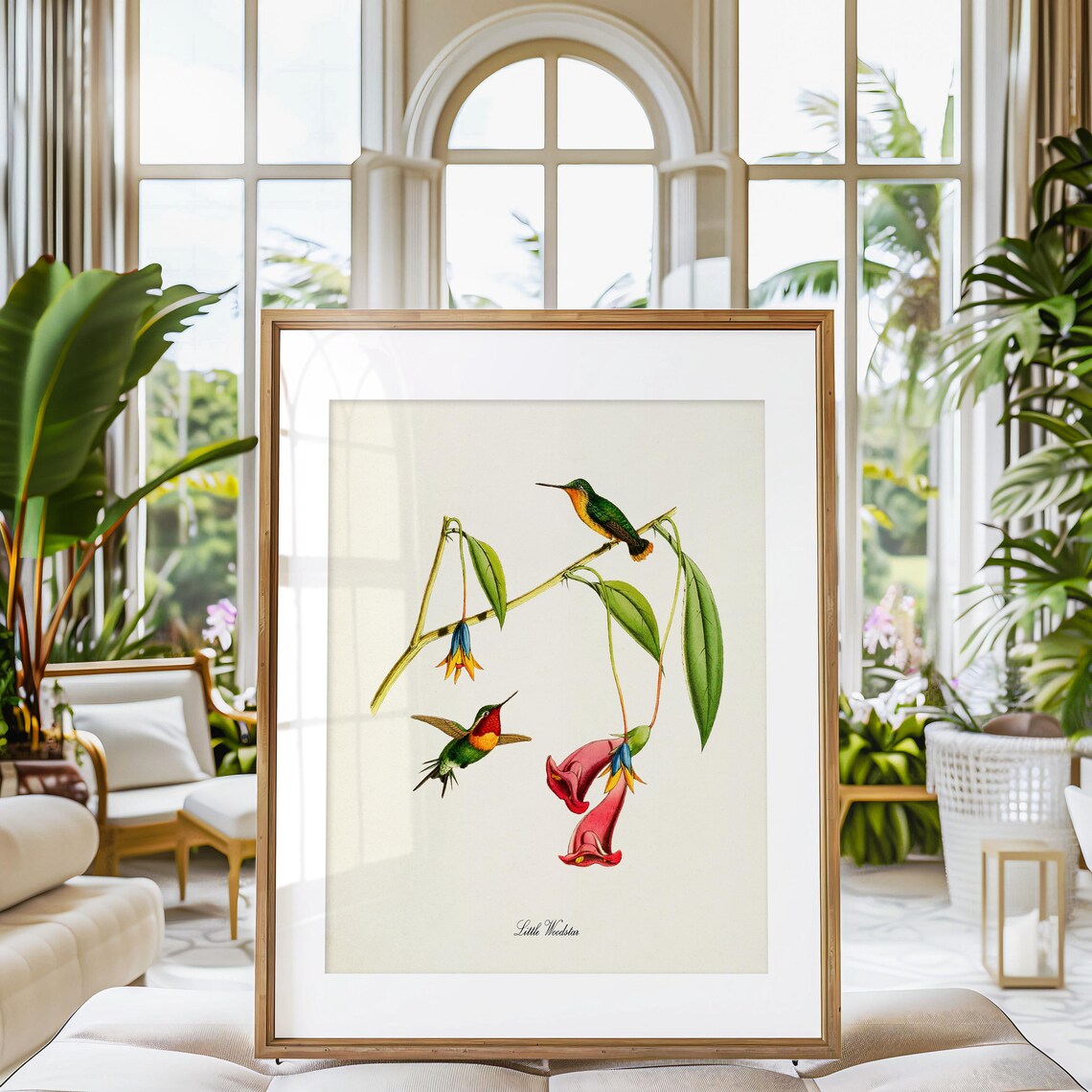 Little Woodstar Hummingbird Art Print, Bird Art - Image 3