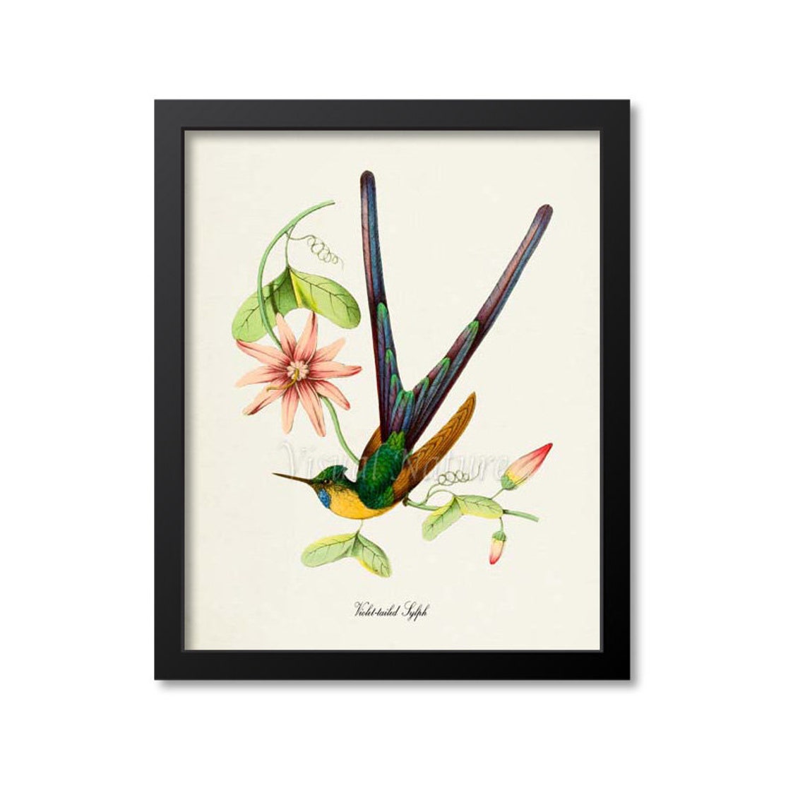 Hummingbird Print Bird Art Print Bird Art Bird Poster Flower Art Floral Garden Violet Tailed Sylph Hummingbird Art Green Yellow Pink