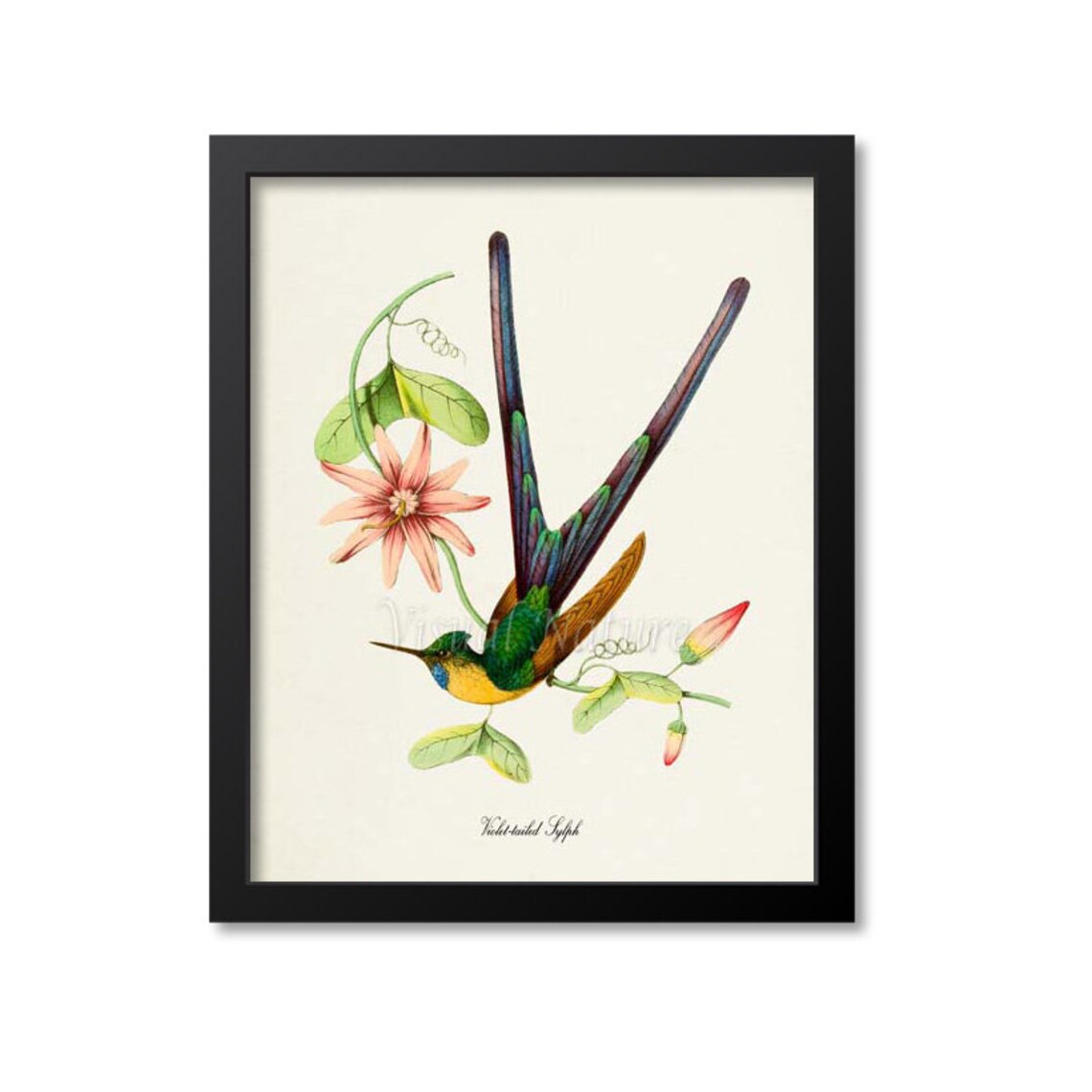 Violet Tailed Sylph Hummingbird Vintage Naturalist Bird Wall Poster