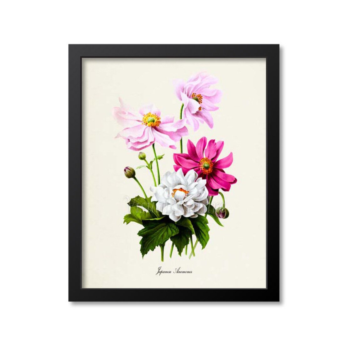 Japanese Anemones Botanical Art Print, Floral Decor