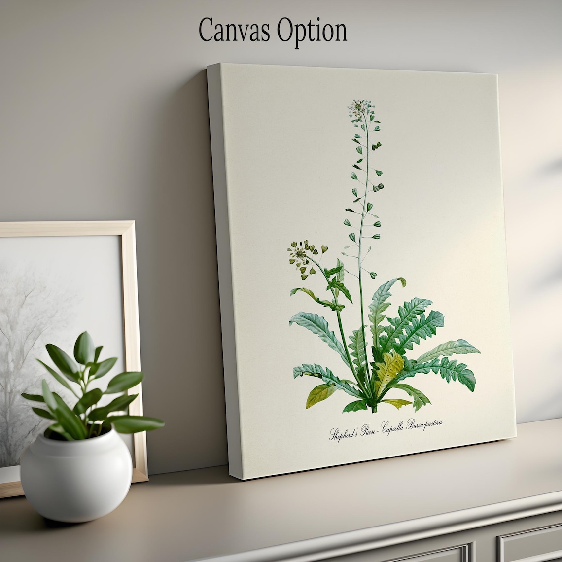 Shepherds Purse Botanical Art Print, Herb Study - Image 2