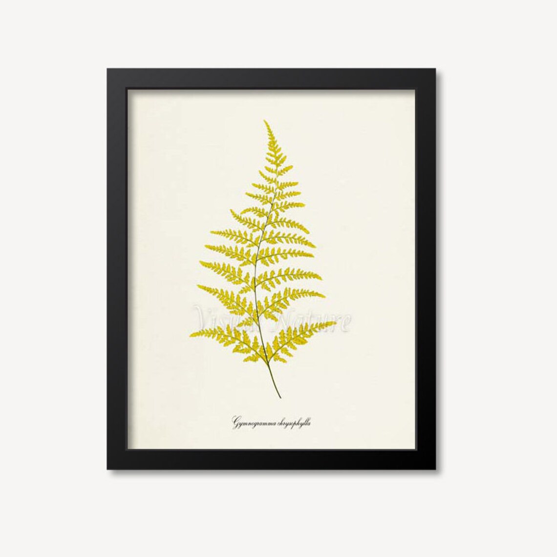 Gymnogramma Chrysophylla Golden Fern Botanical Print Vintage Style