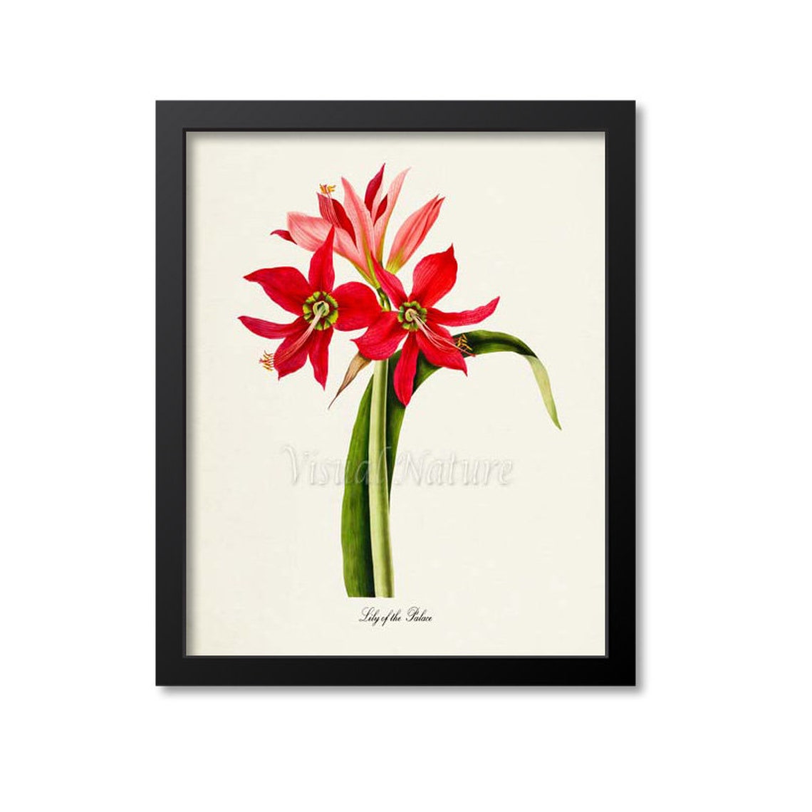 Lily Of The Palace Flower Art Print Botanical Art Print Flower Wall Art Flower Print Red Flower Art Print Home Decor Amaryllis
