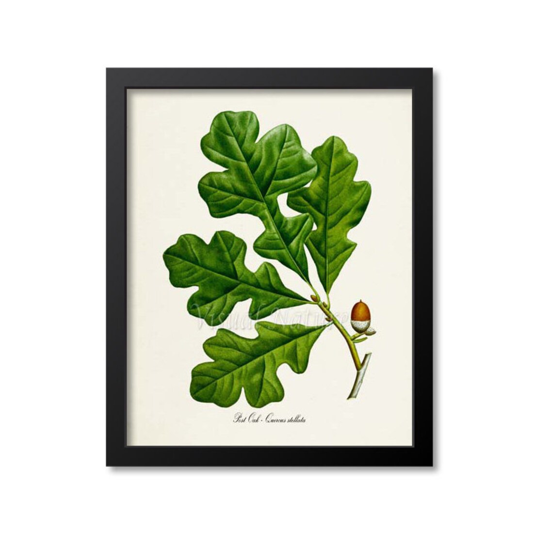 Post Oak Botanical Art Print, Quercus Stellata