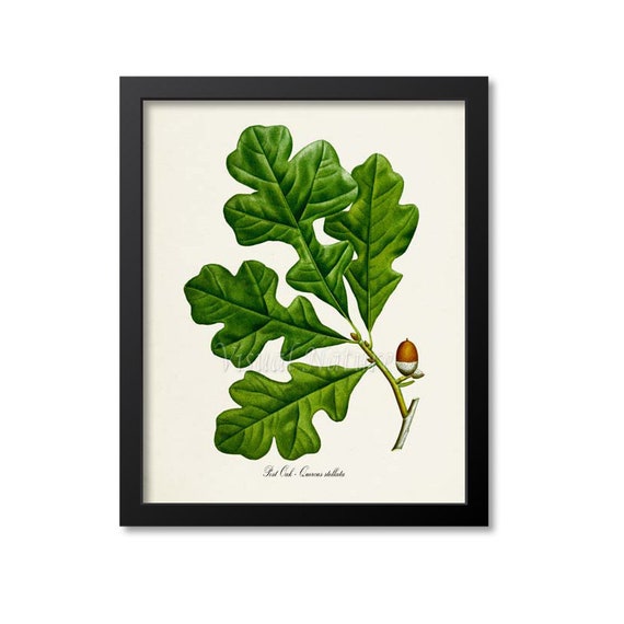 Post Oak Botanical Art Print, Quercus Stellata