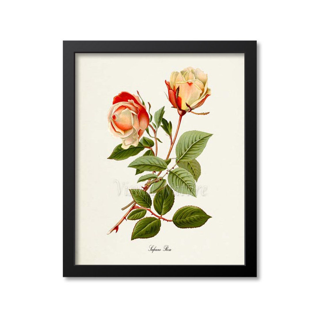 Safrano Rose Cream Blush Vintage Botanical Flower Classic Poster