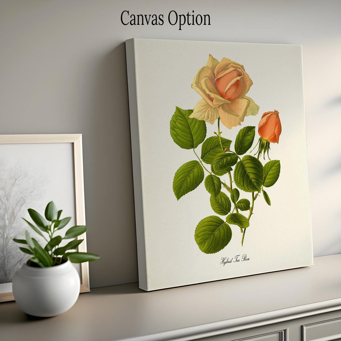 Hybrid Tea Rose Botanical Art Print, Floral Study - Image 2