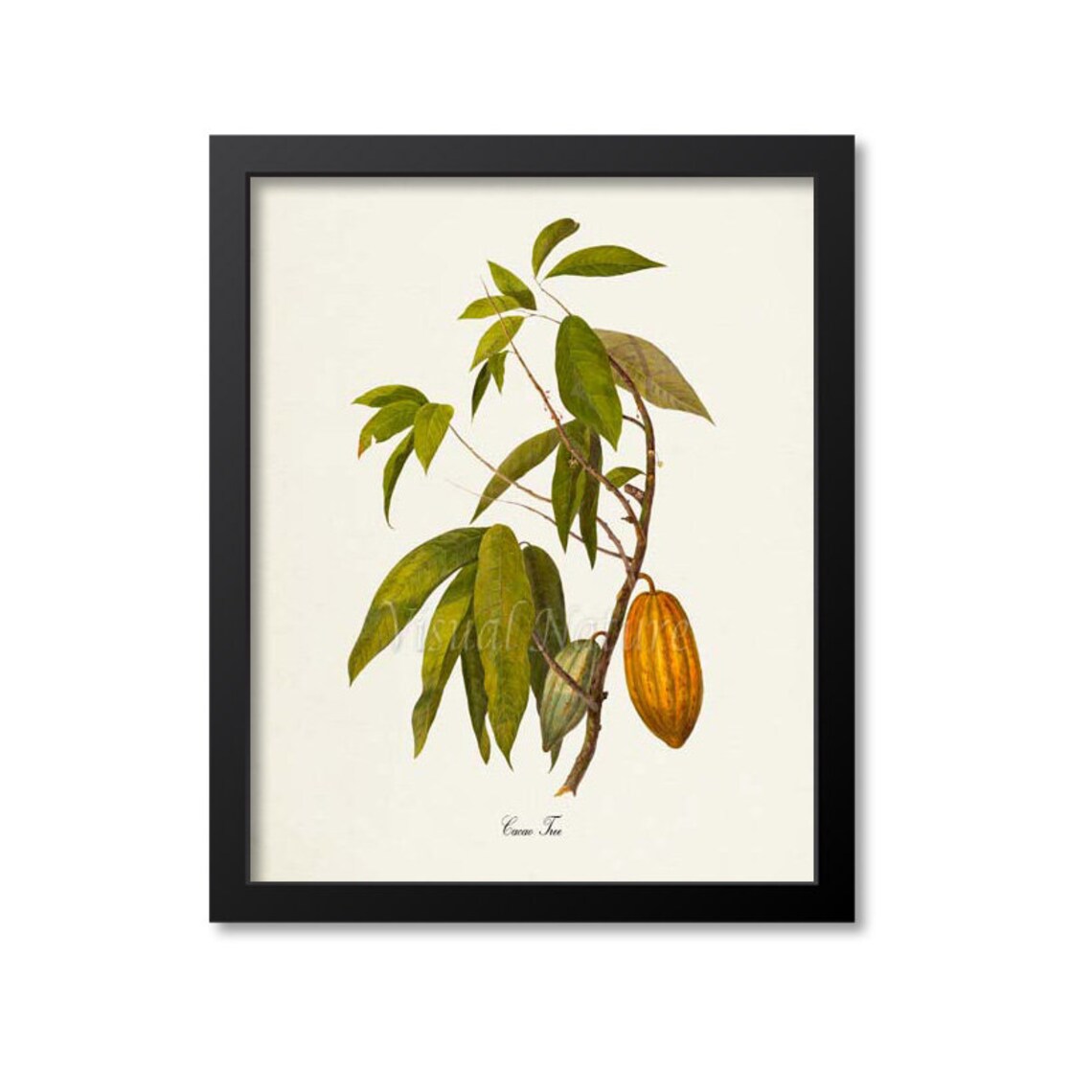 Cacao Tree Botanical Art Print, Cocoa Tree Study