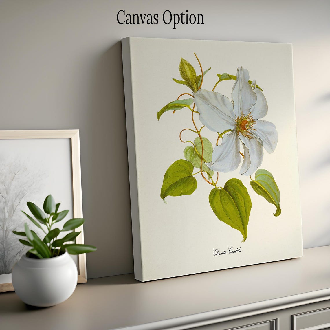 White Clematis Candida Large Star Bloom Vintage Botanical Poster - Image 2