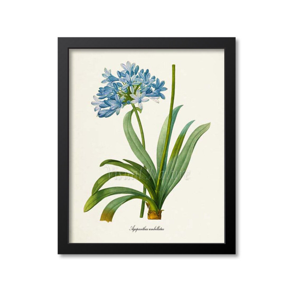 Lily Of The Nile, Redoute-Inspired Art Print