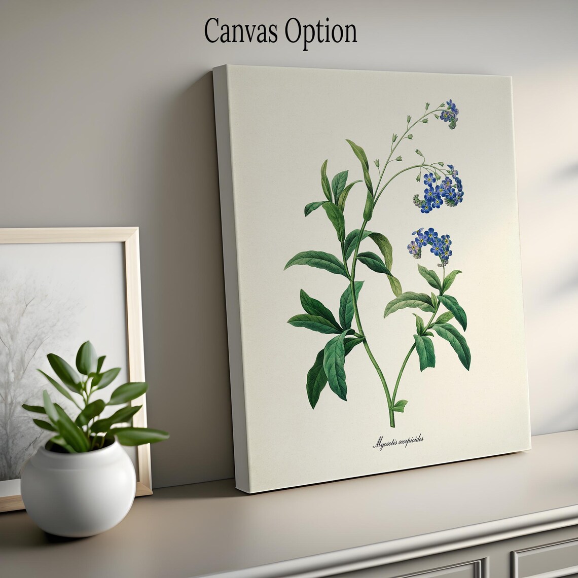 True Forget-Me-Not Botanical Art Print, Redoute Style - Image 2