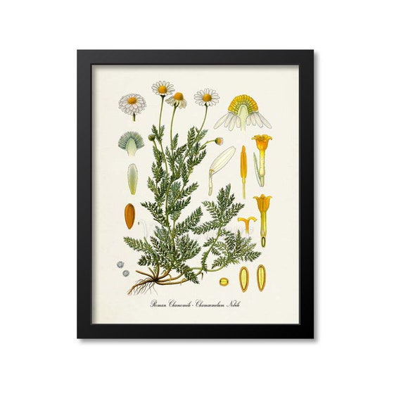 Roman Chamomile Botanical Art Print, Aromatherapy