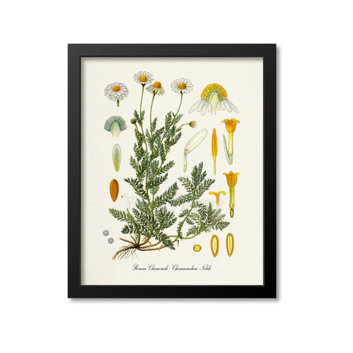 Roman Chamomile Botanical Art Print, Aromatherapy