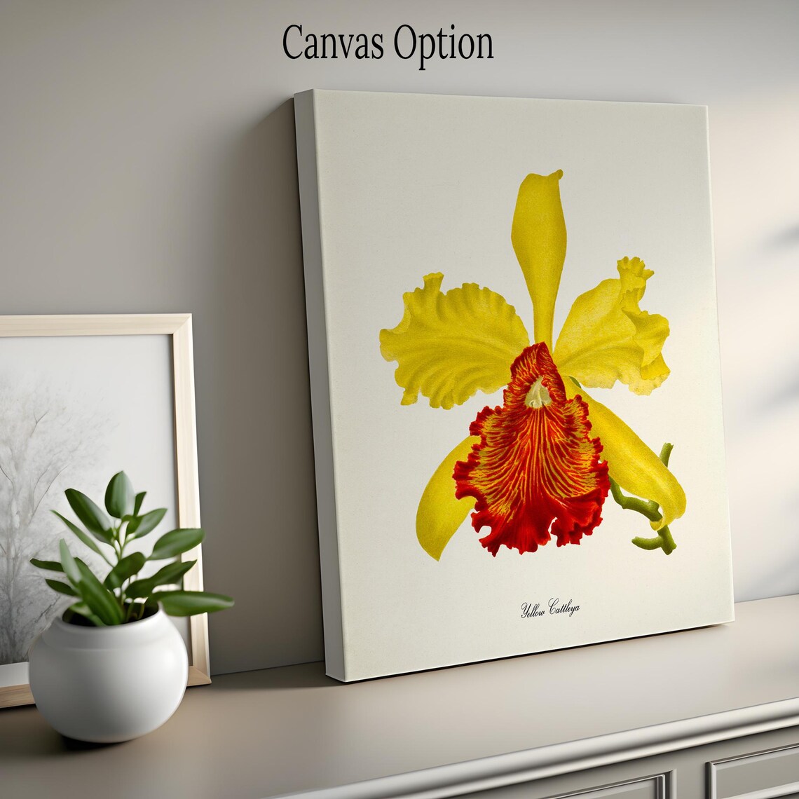 Golden Yellow Cattleya Orchid Crimson Lip Vintage Botanical Poster - Image 2