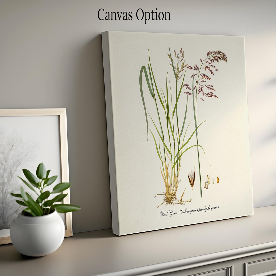 Reed Grass Botanical Print, Calamagrostis Pseudophragmites - Image 2