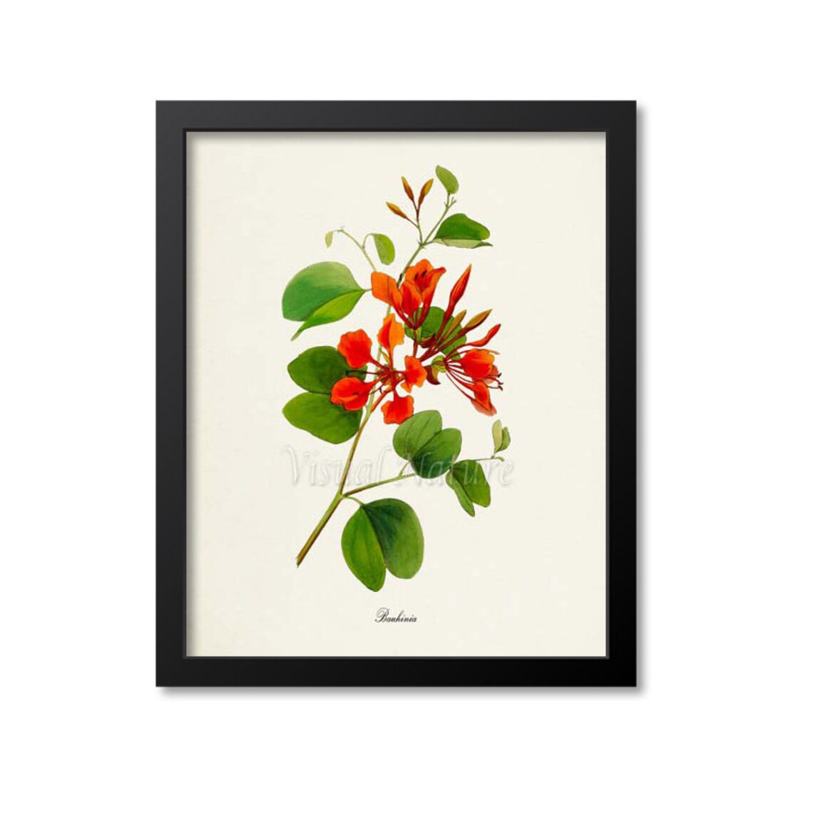 Bauhinia Flower Botanical Wall Art Print, Floral