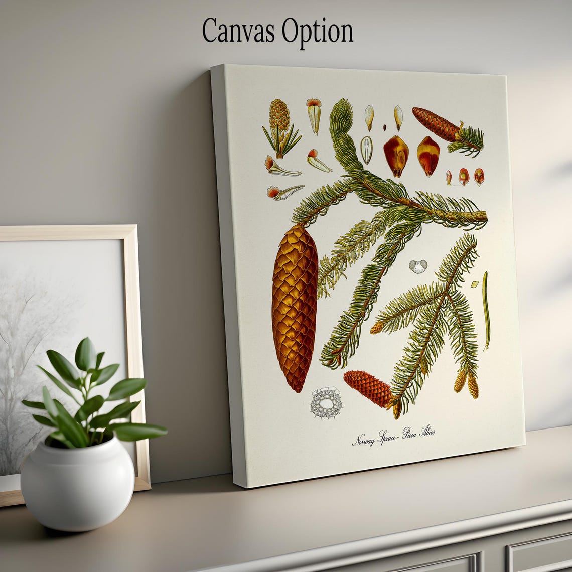 Norway Spruce Picea Abies Cones Detailed Botanical Study Poster - Image 2