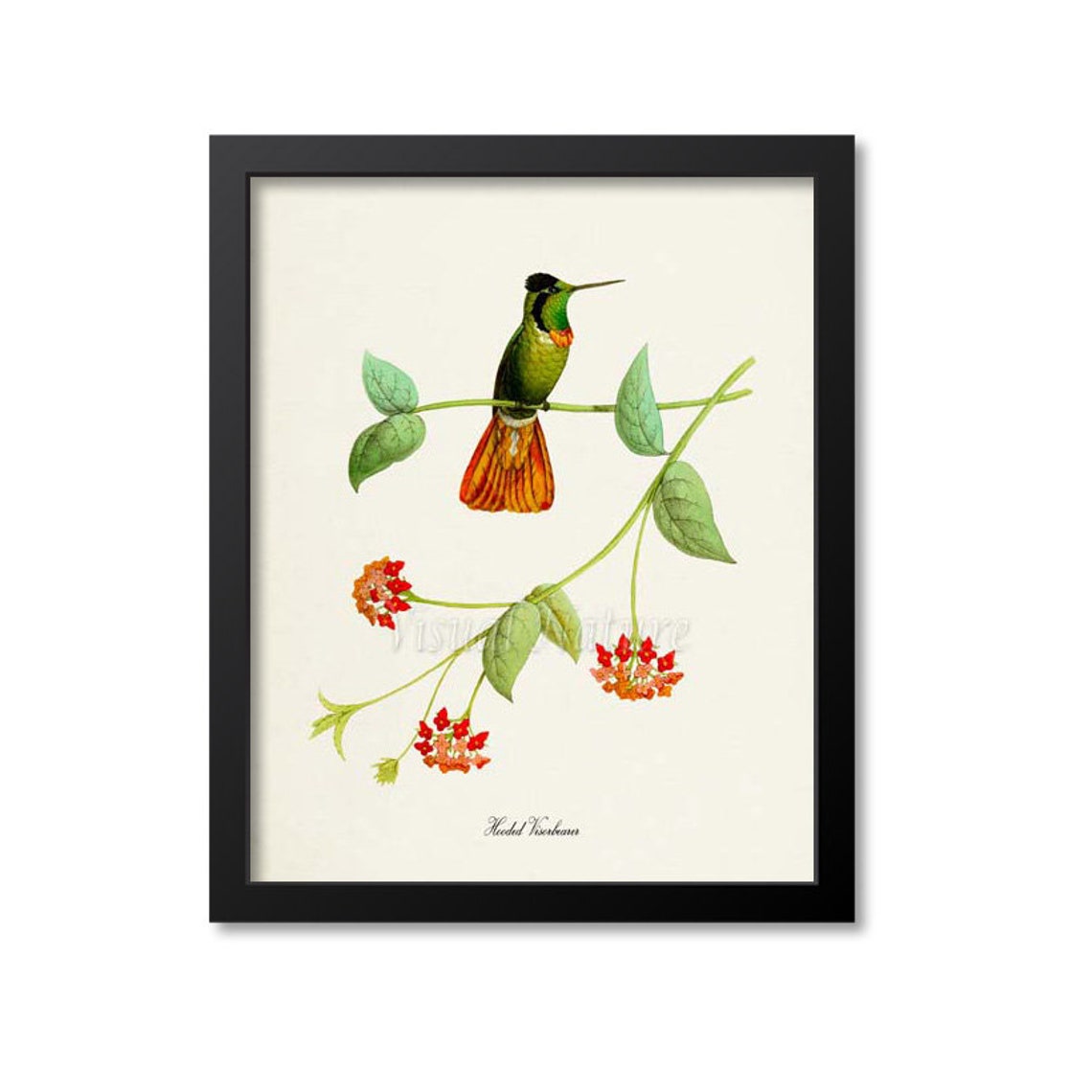 Hummingbird Print Bird Art Print Bird Art Bird Poster Flower Art Floral Garden Hooded Visorbearer Hummingbird Art Green Red