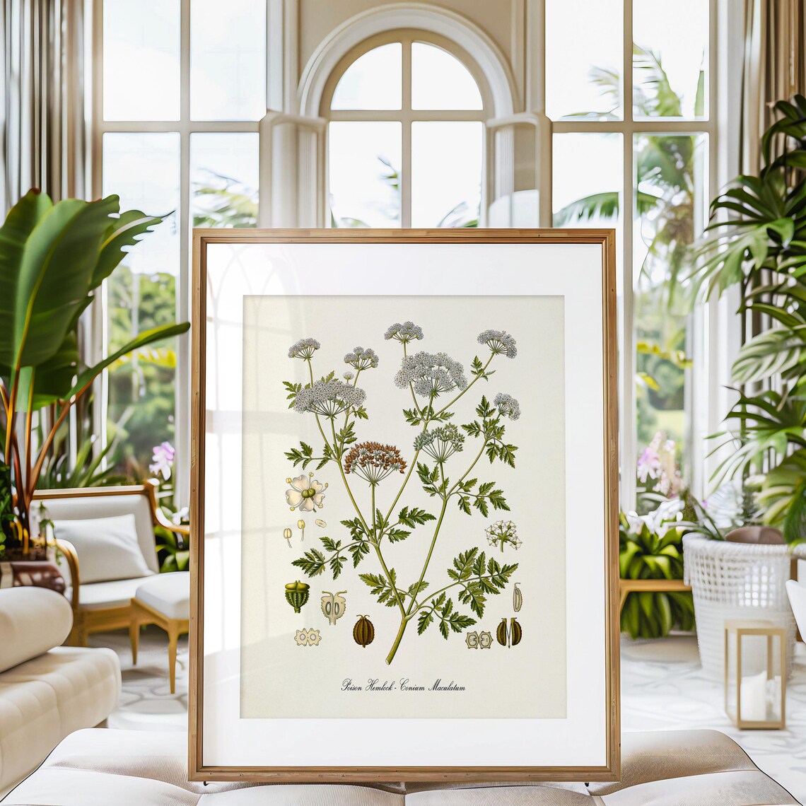 Poison Hemlock Botanical Art Print, Conium Maculatum - Image 3