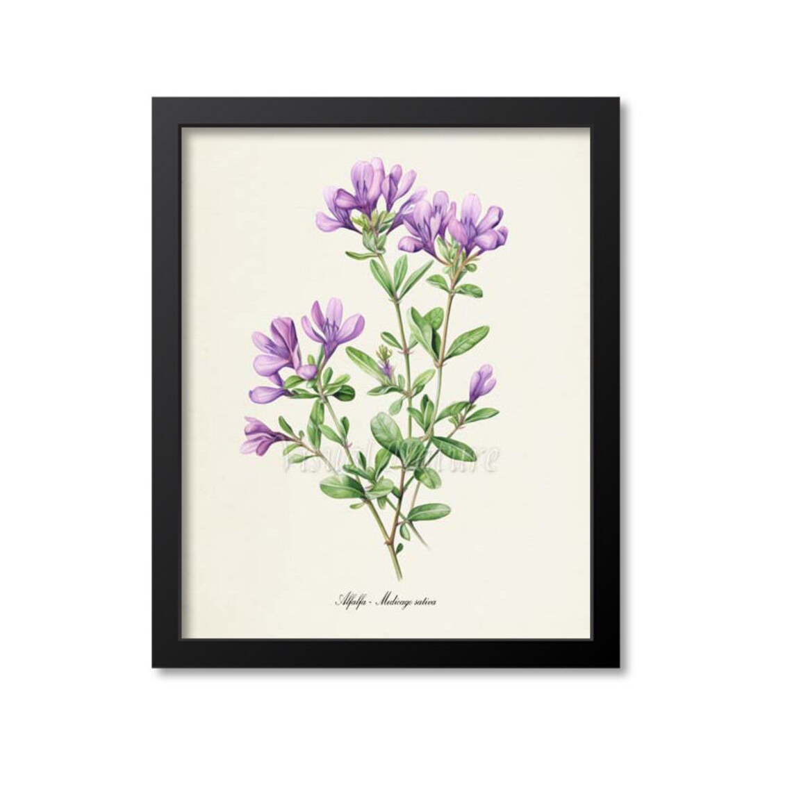 Alfalfa Botanical Art Print, Botanical Wall Art