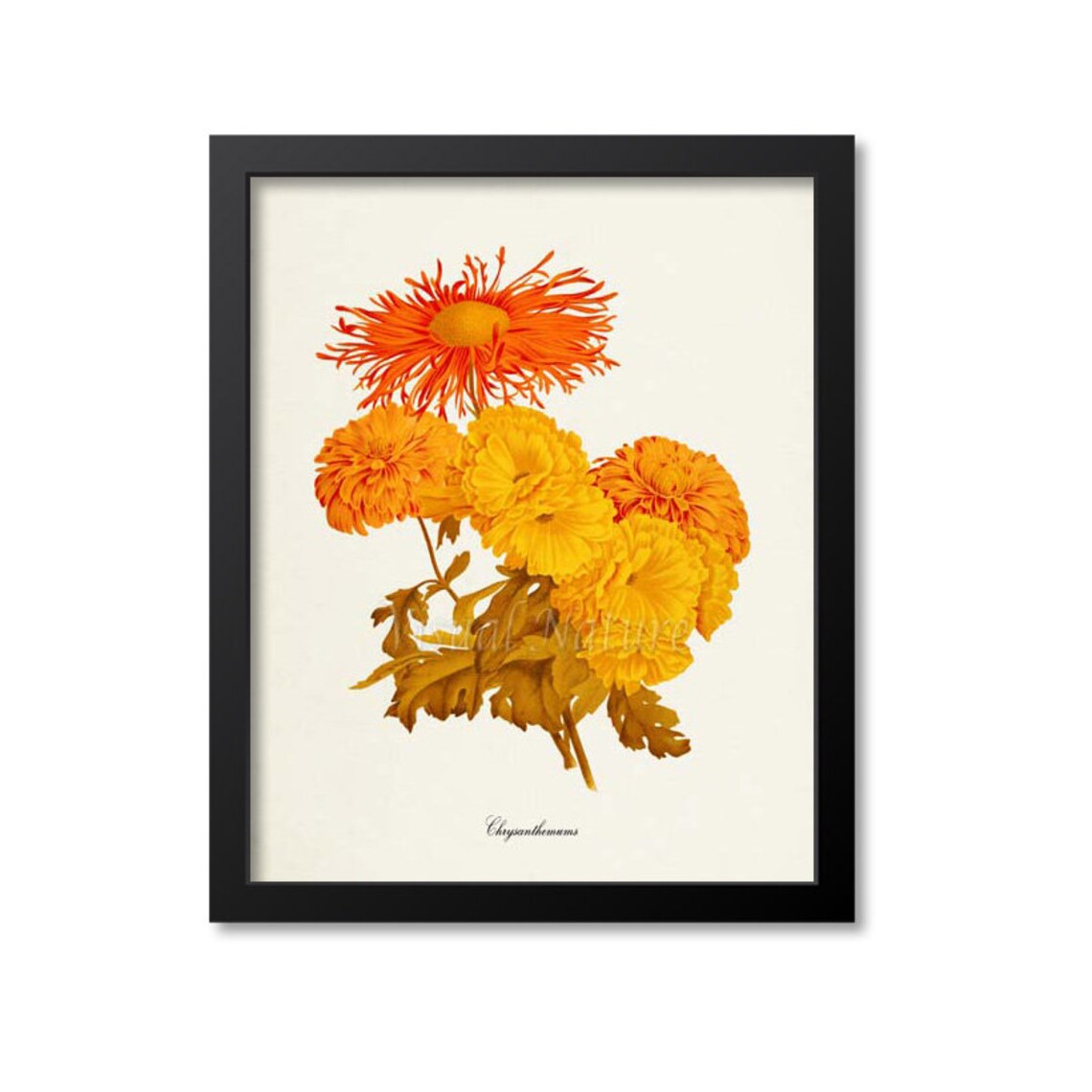 Chrysanthemum Botanical Art Print, Orange Yellow Mum