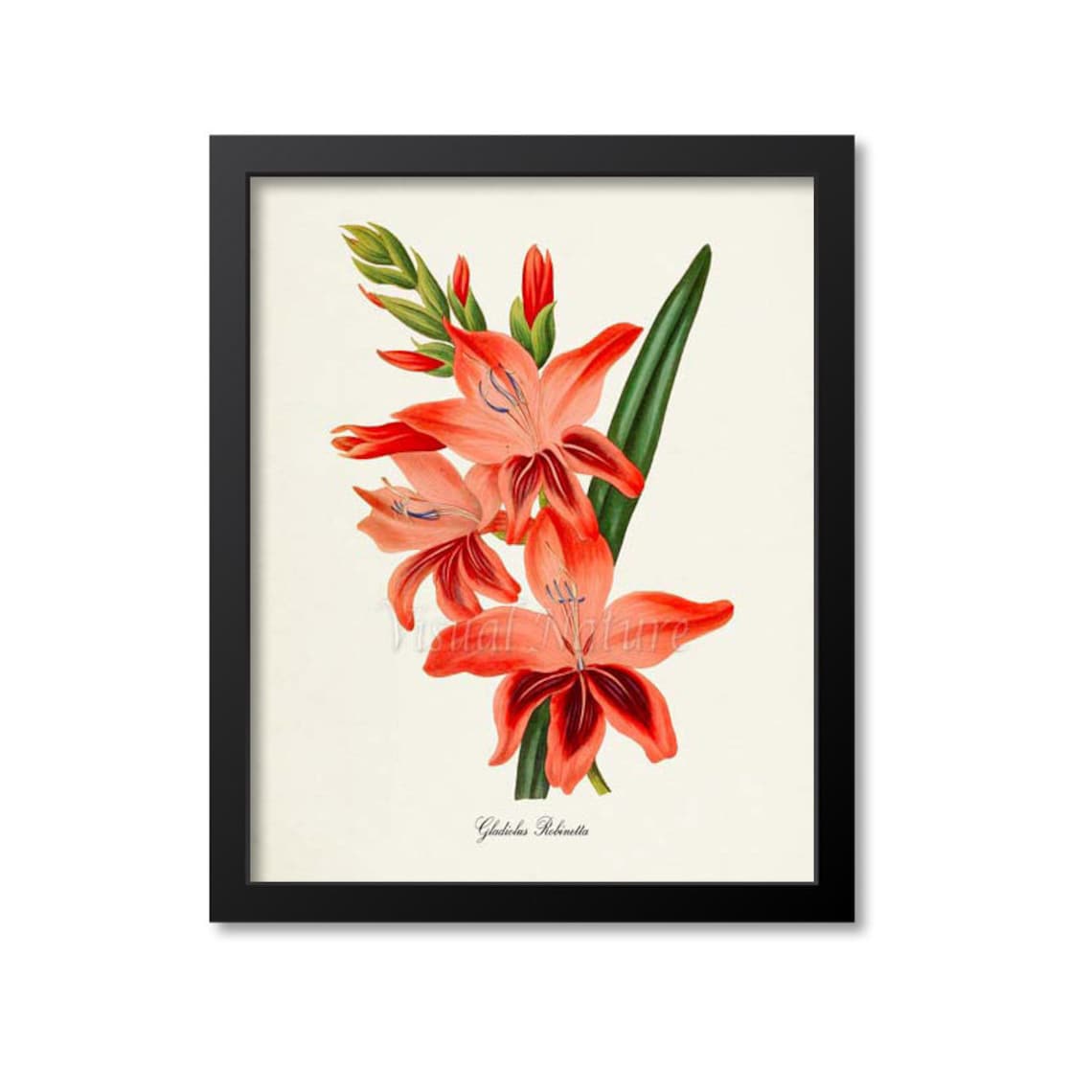 Gladiolus Robinetta Botanical Flower Art Print