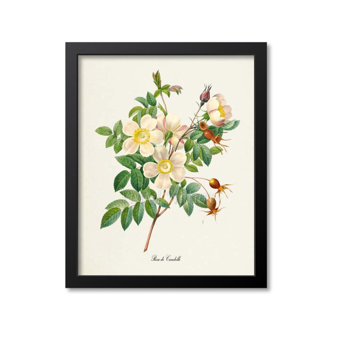 White Rose Botanical Wall Art Print, De Candolle