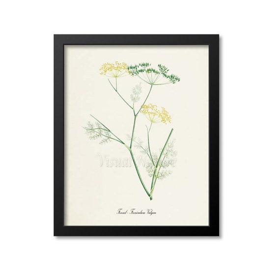 Fennel Botanical Art Print, Foeniculum Vulgare