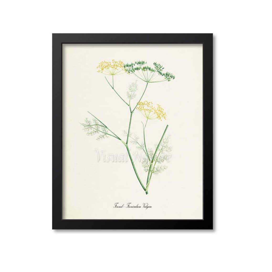 Fennel Botanical Art Print, Foeniculum Vulgare