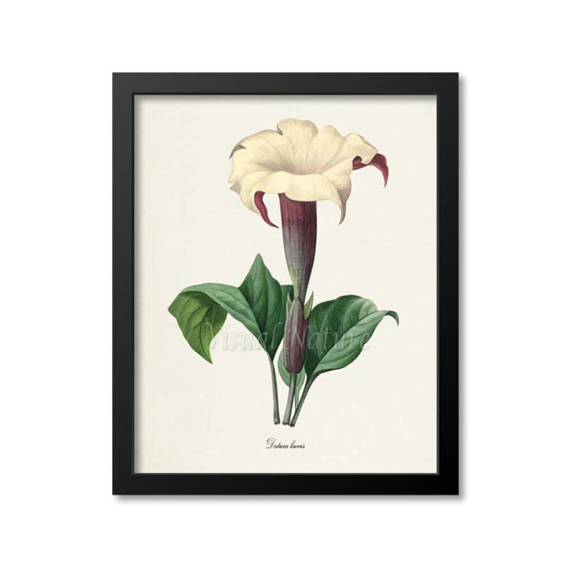Jimsonweed Flower Botanical Art Print, Devils Snare