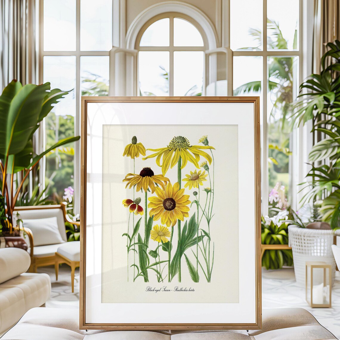 Black Eyed Susan Botanical Art Print, Vintage Floral - Image 3